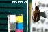  ( - NEONTcarabid8075)  @12 [ ] Copyright (2010) Barton, M National Ecological Observatory Network (NEON) http://www.neoninc.org/content/copyright