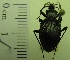  ( - NEONTcarabid1932)  @11 [ ] Copyright (2010) Blevins, KK and Travers, PD National Ecological Observatory Network (NEON) http://www.neoninc.org/content/copyright