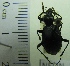  ( - NEONTcarabid1933)  @11 [ ] Copyright (2010) Blevins, KK and Travers, PD National Ecological Observatory Network (NEON) http://www.neoninc.org/content/copyright