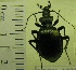  (Scaphinotus ventricosus - NEONTcarabid1938)  @13 [ ] Copyright (2010) Blevins, KK and Travers, PD National Ecological Observatory Network (NEON) http://www.neoninc.org/content/copyright