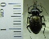  (Sphaeroderus indianae - NEONTcarabid1944)  @11 [ ] Copyright (2010) Blevins, KK and Travers, PD National Ecological Observatory Network (NEON) http://www.neoninc.org/content/copyright