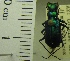  (Cicindela pimeriana - NEONTcarabid1957)  @11 [ ] Copyright (2010) Blevins, KK and Travers, PD National Ecological Observatory Network (NEON) http://www.neoninc.org/content/copyright