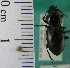  ( - NEONTcarabid1973)  @13 [ ] Copyright (2010) Blevins, KK and Travers, PD National Ecological Observatory Network (NEON) http://www.neoninc.org/content/copyright