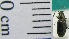  ( - NEONTcarabid1985)  @12 [ ] Copyright (2010) Blevins, KK and Travers, PD National Ecological Observatory Network (NEON) http://www.neoninc.org/content/copyright