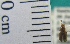  ( - NEONTcarabid2014)  @12 [ ] Copyright (2010) Blevins, KK and Travers, PD National Ecological Observatory Network (NEON) http://www.neoninc.org/content/copyright