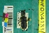  ( - NEONTcarabid4133)  @11 [ ] Copyright (2011) Blevins, KK and Travers, PD National Ecological Observatory Network (NEON) http://www.neoninc.org/content/copyright
