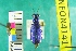  ( - NEONTcarabid4141)  @11 [ ] Copyright (2011) Blevins, KK and Travers, PD National Ecological Observatory Network (NEON) http://www.neoninc.org/content/copyright