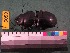  ( - NEONTcarabid6059)  @13 [ ] Copyright (2012) Baldwin, TA National Ecological Observatory Network (NEON) http://www.neoninc.org/content/copyright