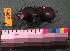  ( - NEONTcarabid6063)  @12 [ ] Copyright (2012) Baldwin, TA National Ecological Observatory Network (NEON) http://www.neoninc.org/content/copyright