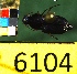  ( - NEONTcarabid6104)  @12 [ ] Copyright (2012) Baldwin, TA National Ecological Observatory Network (NEON) http://www.neoninc.org/content/copyright