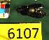  ( - NEONTcarabid6107)  @12 [ ] Copyright (2012) Baldwin, TA National Ecological Observatory Network (NEON) http://www.neoninc.org/content/copyright