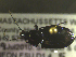  ( - NEONTcarabid1630)  @12 [ ] Copyright (2010) Blevins, KK and Travers, PD National Ecological Observatory Network (NEON) http://www.neoninc.org/content/copyright