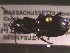  ( - NEONTcarabid1669)  @12 [ ] Copyright (2010) Blevins, KK and Travers, PD National Ecological Observatory Network (NEON) http://www.neoninc.org/content/copyright