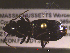  ( - NEONTcarabid1676)  @12 [ ] Copyright (2010) Blevins, KK and Travers, PD National Ecological Observatory Network (NEON) http://www.neoninc.org/content/copyright