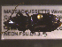  ( - NEONTcarabid1682)  @12 [ ] Copyright (2010) Blevins, KK and Travers, PD National Ecological Observatory Network (NEON) http://www.neoninc.org/content/copyright