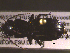  ( - NEONTcarabid1685)  @12 [ ] Copyright (2010) Blevins, KK and Travers, PD National Ecological Observatory Network (NEON) http://www.neoninc.org/content/copyright