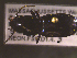  ( - NEONTcarabid1687)  @13 [ ] Copyright (2010) Blevins, KK and Travers, PD National Ecological Observatory Network (NEON) http://www.neoninc.org/content/copyright