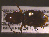  ( - NEONTcarabid1811)  @12 [ ] Copyright (2010) Blevins, KK and Travers, PD National Ecological Observatory Network (NEON) http://www.neoninc.org/content/copyright