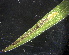  ( - RMNH.INS.17684)  @12 [ ] CreativeCommons - Attribution Non-Commercial Share-Alike (2011) Erik J. van Nieukerken NCB Naturalis