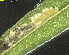  ( - RMNH.INS.17684)  @12 [ ] CreativeCommons - Attribution Non-Commercial Share-Alike (2011) Erik J. van Nieukerken NCB Naturalis