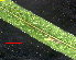  ( - RMNH.INS.17684)  @12 [ ] CreativeCommons - Attribution Non-Commercial Share-Alike (2011) Erik J. van Nieukerken NCB Naturalis