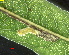  ( - RMNH.INS.17684)  @12 [ ] CreativeCommons - Attribution Non-Commercial Share-Alike (2011) Erik J. van Nieukerken NCB Naturalis
