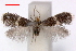  ( - RMNH.INS.23838)  @11 [ ] Copyright (2010) E. J. van Nieukerken 2010 Unspecified