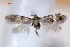  ( - RMNH.INS.23888)  @11 [ ] Copyright (2010) E. J. van Nieukerken 2010 Unspecified