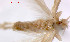 ( - RMNH.INS.23981)  @12 [ ] Unspecified (default): All Rights Reserved  Unspecified Unspecified