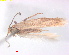  ( - RMNH.INS.15394)  @11 [ ] CreativeCommons  Attribution Non-Commercial Share-Alike (2020) Erik J. van Nieukerken-Naturalis Naturalis Biodiversity Center