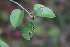  ( - RMNH.INS.31045)  @11 [ ] CreativeCommons  Attribution (by) (2020) Erik J. van Nieukerken-Naturalis Naturalis Biodiversity Center