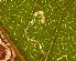  ( - RMNH.INS.31321)  @11 [ ] CreativeCommons  Attribution Non-Commercial Share-Alike (2018) Erik J. van Nieukerken-Naturalis Naturalis Biodiversity Center