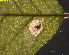  ( - RMNH.INS.31331)  @11 [ ] CreativeCommons  Attribution Non-Commercial Share-Alike (2019) Erik J. van Nieukerken-Naturalis Naturalis Biodiversity Center