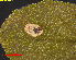  ( - RMNH.INS.31332)  @11 [ ] CreativeCommons  Attribution Non-Commercial Share-Alike (2019) Erik J. van Nieukerken-Naturalis Naturalis Biodiversity Center