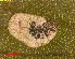  ( - RMNH.INS.31332)  @11 [ ] CreativeCommons  Attribution Non-Commercial Share-Alike (2019) Erik J. van Nieukerken-Naturalis Naturalis Biodiversity Center