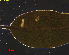  ( - RMNH.INS.31337)  @11 [ ] CreativeCommons  Attribution Non-Commercial Share-Alike (2019) Erik J. van Nieukerken-Naturalis Naturalis Biodiversity Center
