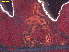  ( - RMNH.INS.31781)  @11 [ ] CreativeCommons  Attribution (by) (2025) Erik J. van Nieukerken-Naturalis Naturalis Biodiversity Center