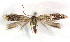  (Trifurcula immundella - RMNH.INS.23532)  @13 [ ] CreativeCommons - Attribution Non-Commercial Share-Alike  Erik J. van Nieukerken-Nauturalis Unspecified