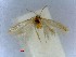  ( - RMNH.INS.23606)  @12 [ ] CreativeCommons - Attribution Non-Commercial Share-Alike (2016) E.J. van Nieukerken Naturalis Biodiversity Center