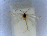  (Trifurcula aureacorsa - RMNH.INS.23607)  @12 [ ] CreativeCommons - Attribution Non-Commercial Share-Alike (2016) E.J. van Nieukerken Naturalis Biodiversity Center