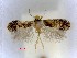  ( - RMNH.INS.23616)  @11 [ ] CreativeCommons - Attribution Non-Commercial Share-Alike (2016) E.J. van Nieukerken Naturalis Biodiversity Center