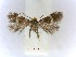  (Bohemannia auriciliella - RMNH.INS.23747)  @12 [ ] CreativeCommons - Attribution Non-Commercial Share-Alike (2016) E.J. van Nieukerken Naturalis Biodiversity Center