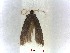  ( - RMNH.INS.23898)  @13 [ ] CreativeCommons - Attribution Non-Commercial Share-Alike (2016) E.J. van Nieukerken Naturalis Biodiversity Center