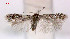  (Trifurcula cryptella - RMNH.INS.23944)  @13 [ ] CreativeCommons - Attribution Non-Commercial Share-Alike  Erik J. van Nieukerken-Nauturalis Unspecified