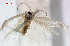  (Trifurcula ItalyEvN3946 - RMNH.INS.23946)  @12 [ ] CreativeCommons - Attribution Non-Commercial Share-Alike  Erik J. van Nieukerken-Nauturalis Unspecified