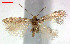  (Trifurcula Cytisusfontanesii - RMNH.INS.23957)  @13 [ ] CreativeCommons - Attribution Non-Commercial Share-Alike  Erik J. van Nieukerken-Nauturalis Unspecified