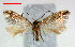  (Trifurcula squamatella - RMNH.INS.24004)  @14 [ ] CreativeCommons - Attribution Non-Commercial Share-Alike  Erik J. van Nieukerken-Nauturalis Unspecified