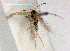  ( - RMNH.INS.24034)  @11 [ ] CreativeCommons - Attribution Non-Commercial Share-Alike  Erik J. van Nieukerken-Nauturalis Unspecified