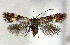  (Bohemannia quadrimaculella - RMNH.INS.24035)  @13 [ ] CreativeCommons - Attribution Non-Commercial Share-Alike  Erik J. van Nieukerken-Nauturalis Unspecified
