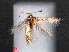  ( - RMNH.INS.24069)  @13 [ ] CreativeCommons - Attribution Non-Commercial Share-Alike (2016) Erik J. van Nieukerken-Nauturalis Unspecified